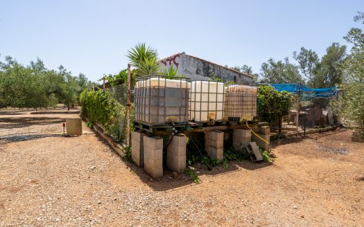 Olive grove with water (387)