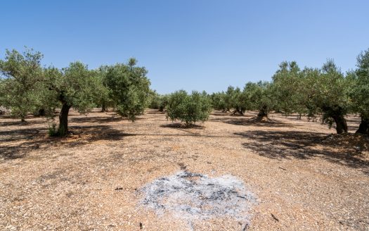 Olive grove with water (387)