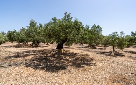 Olive grove with water (387)