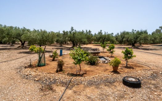 Olive grove with water (387)