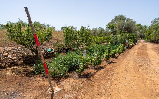 Olive grove with water (387)