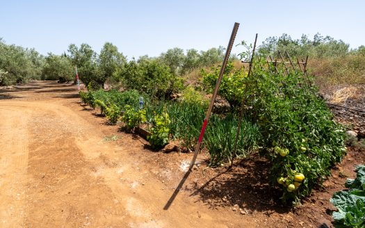 Olive grove with water (387)