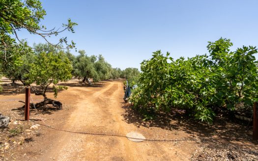 Olive grove with water (387)