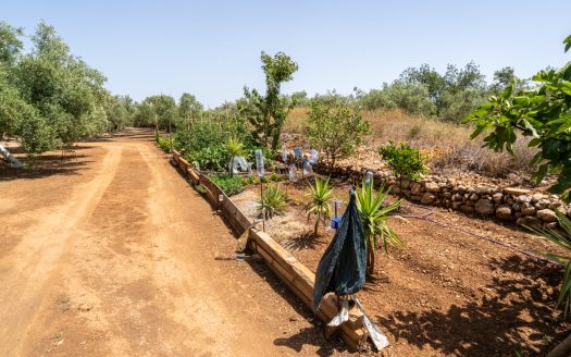 Olive grove with water (387)