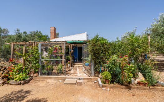 Olive grove with water (387)